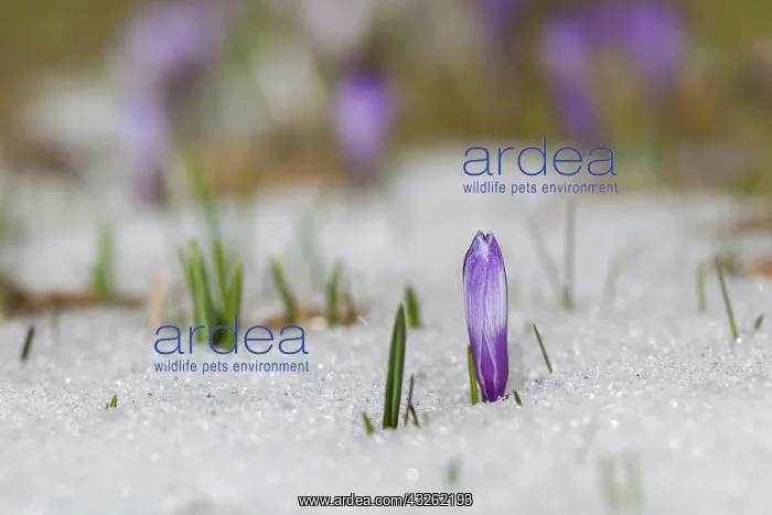 : Spring Crocus (Crocus vernus) in the south : Spring Crocus (Crocus vernus) in the south