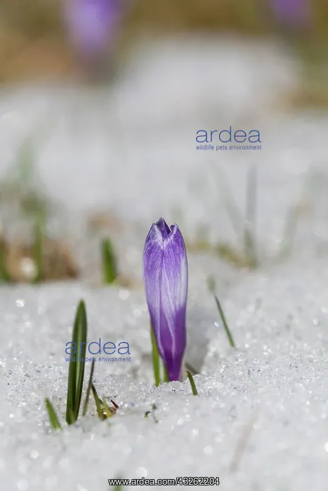 : Spring Crocus (Crocus vernus) in the south : Spring Crocus (Crocus vernus) in the south