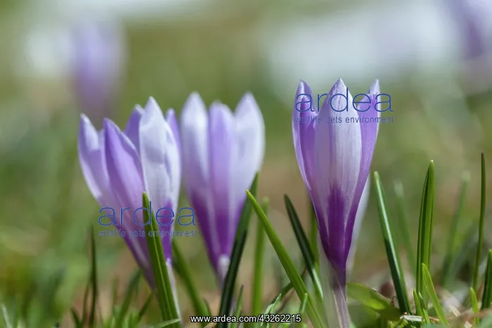 : Spring Crocus (Crocus vernus) in the south : Spring Crocus (Crocus vernus) in the south