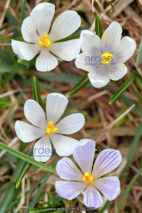 : Spring Crocus (Crocus vernus) in the south : Spring Crocus (Crocus vernus) in the south