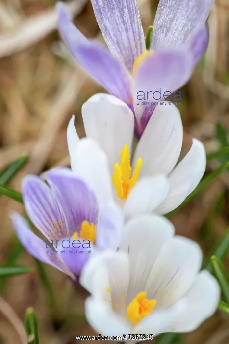 : Spring Crocus (Crocus vernus) in the south : Spring Crocus (Crocus vernus) in the south
