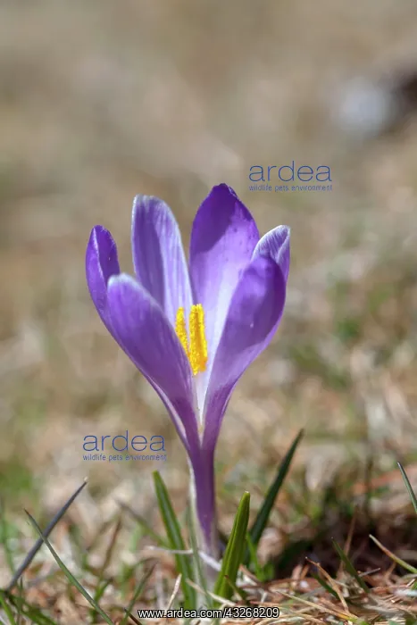 : Spring Crocus (Crocus vernus) in the south : Spring Crocus (Crocus vernus) in the south