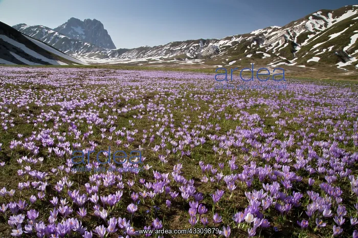  : Spring Crocus - growing in masses in the Campo imperatore