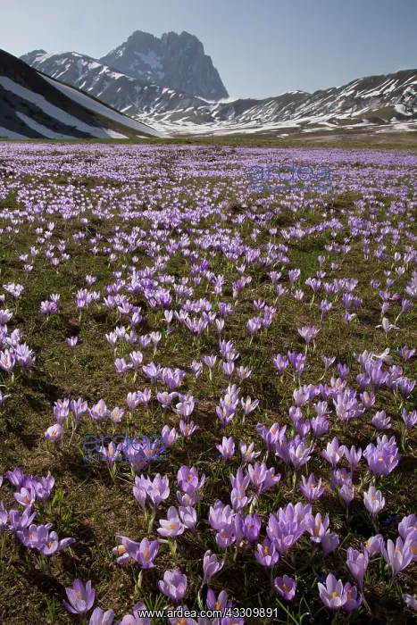 : Spring Crocus - growing in masses in the Campo imperatore : Spring Crocus - growing in masses in the Campo imperatore