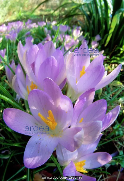 : Spring Crocus - Many Purple : Spring Crocus - Many Purple