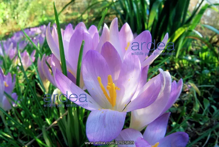 : Spring Crocus - purple flowers : Spring Crocus - purple flowers