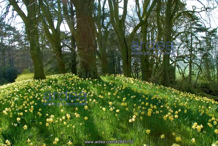 : Spring - Daffodils on hillside in UK : Spring - Daffodils on hillside in UK