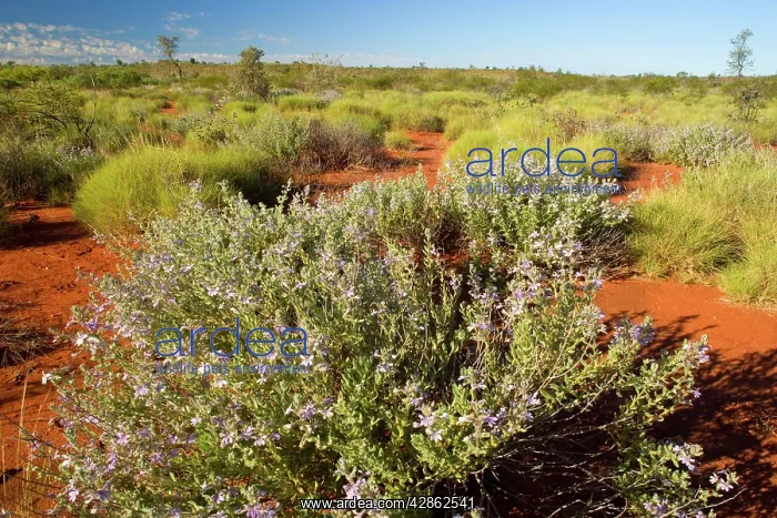  : Spring desert - flowering bushes and freshly sprouted