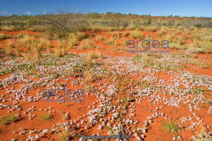 : Spring desert - fully abloom Silvertails in red : Spring desert - fully abloom Silvertails in red
