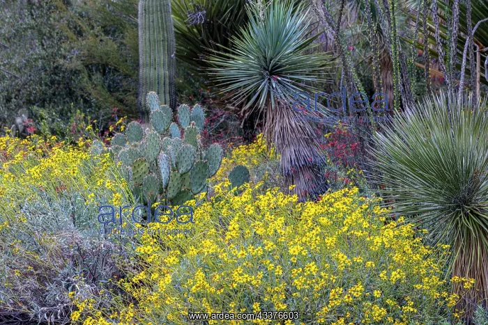 : Spring floral desert gardens at the Arizona Sonoran : Spring floral desert gardens at the Arizona Sonoran