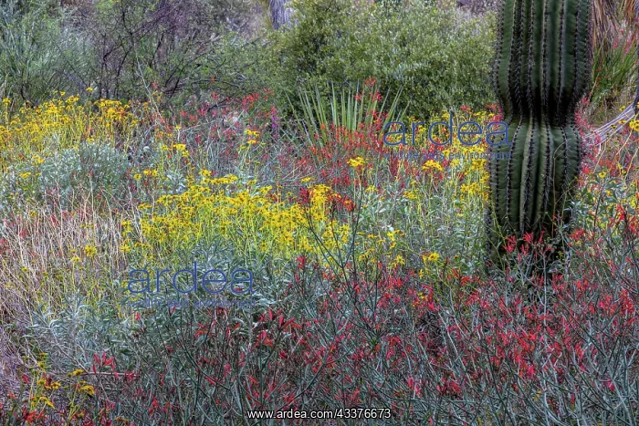 : Spring floral desert gardens at the Arizona Sonoran : Spring floral desert gardens at the Arizona Sonoran
