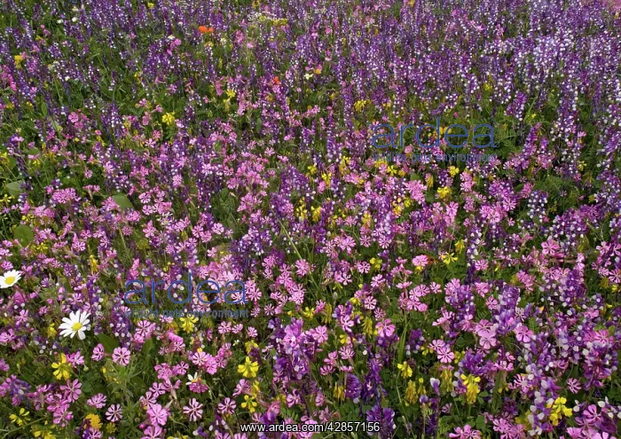 : Spring flower display in olive grove : Spring flower display in olive grove