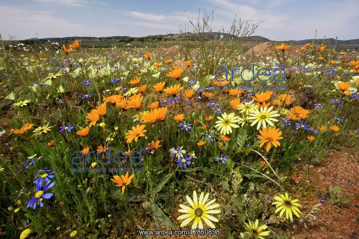 : Spring flowers including Arctotis fastuosa (orange) : Spring flowers including Arctotis fastuosa (orange)