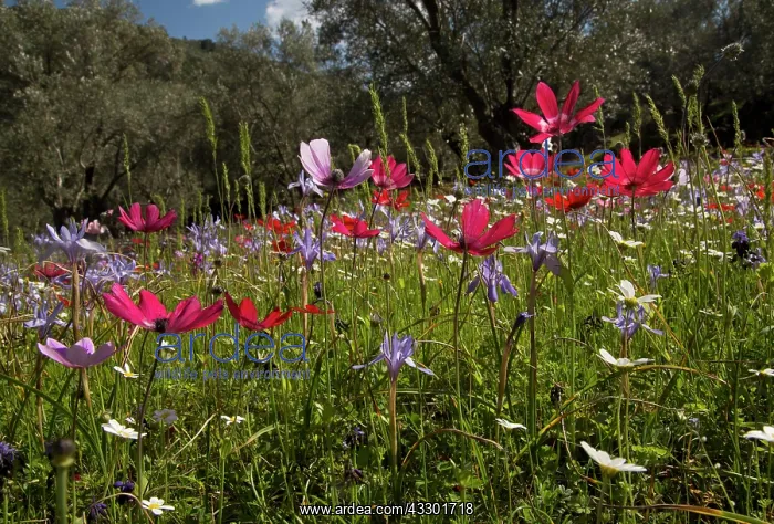 : Spring flowers - mostly peacock anemones - and some : Spring flowers - mostly peacock anemones - and some