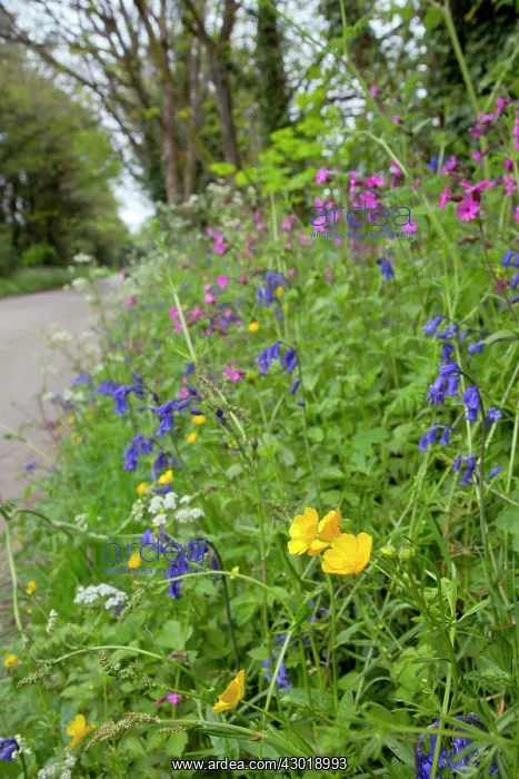 : Spring Flowers on roadside verge : Spring Flowers on roadside verge