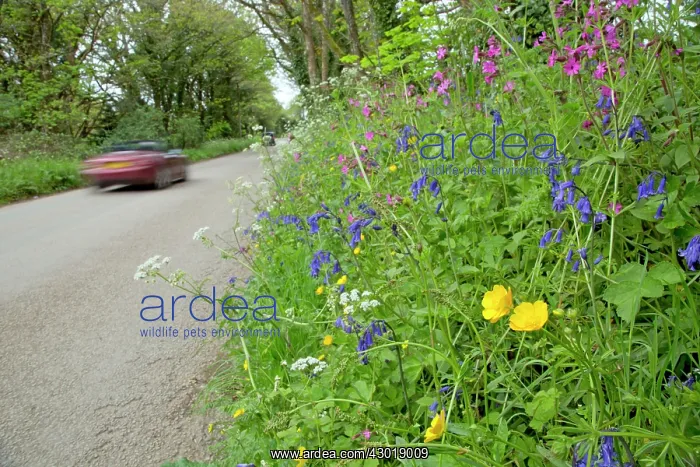 : Spring Flowers on roadside verge : Spring Flowers on roadside verge