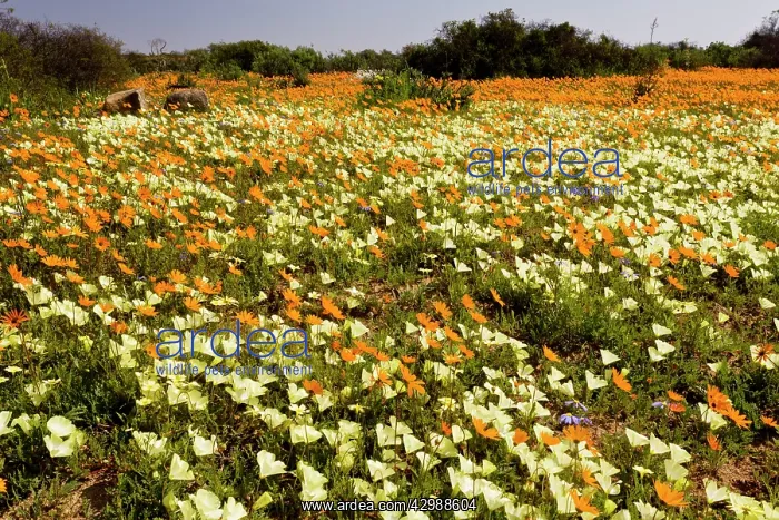 : Spring Flowers. Skilpad Nature Reserve, Namaqua : Spring Flowers. Skilpad Nature Reserve, Namaqua