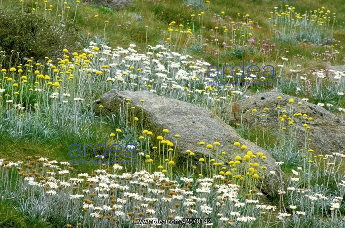 : Spring flowers - Snow daisies and Billy Buttons : Spring flowers - Snow daisies and Billy Buttons