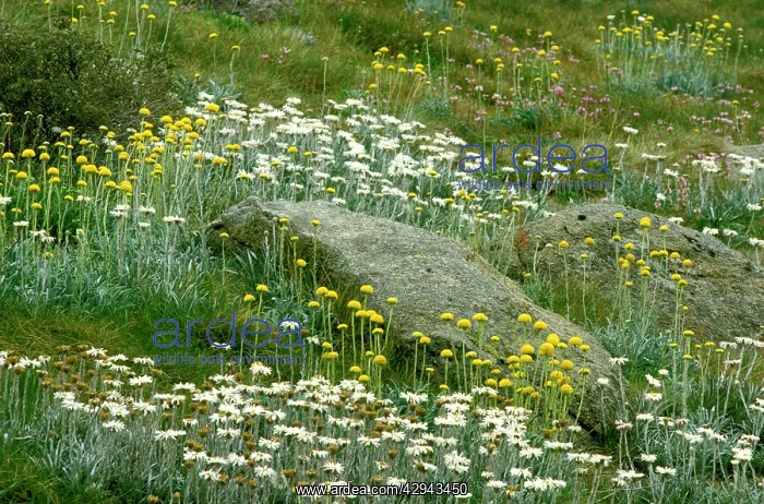 : Spring flowers - Snow daisies (Celmisia) and Billy : Spring flowers - Snow daisies (Celmisia) and Billy