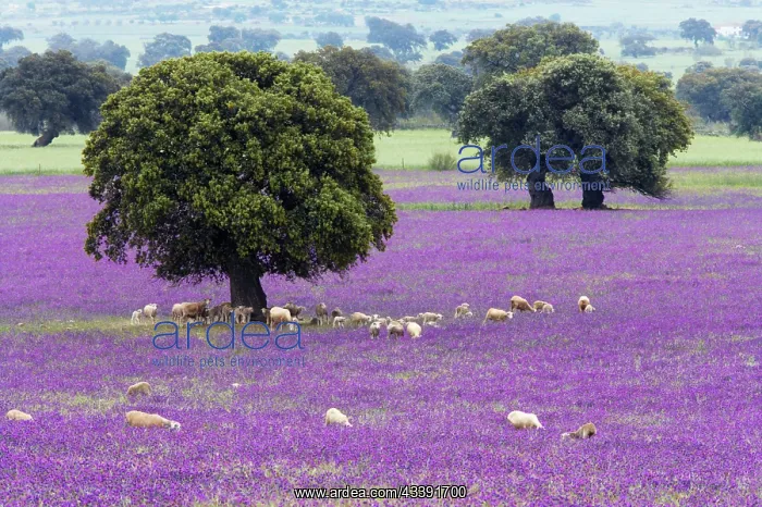 : Spring Flowers, Stone Oaks & Grazing Sheep : Spring Flowers, Stone Oaks & Grazing Sheep