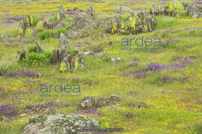 : Spring Flowers after winter rains : Spring Flowers after winter rains