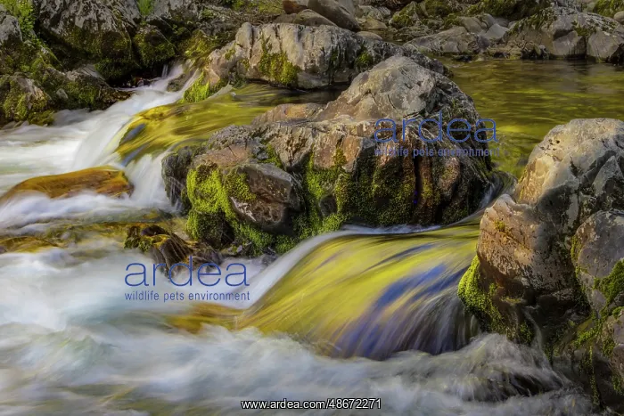 : Spring foliage colors and sky reflecting on ripples on small : Spring foliage colors and sky reflecting on ripples on small