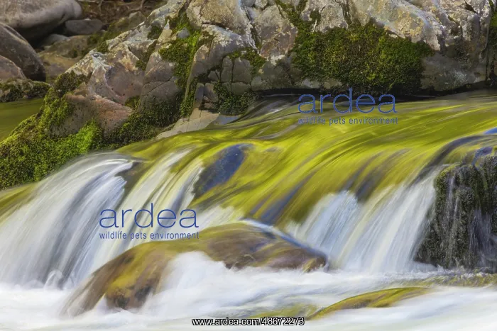 : Spring foliage colors and sky reflecting on ripples on small : Spring foliage colors and sky reflecting on ripples on small