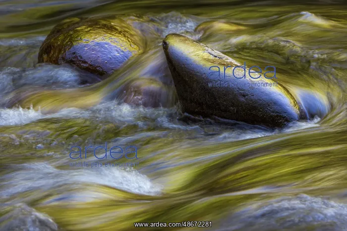 : Spring foliage colors and sky reflecting on ripples on small : Spring foliage colors and sky reflecting on ripples on small