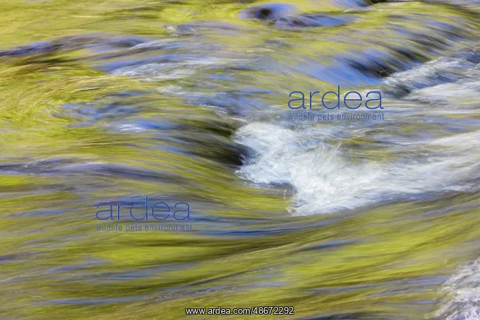 : Spring foliage colors and sky reflecting on ripples on small : Spring foliage colors and sky reflecting on ripples on small