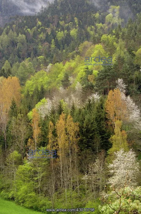 : Spring Foliage and Flowering Wild Cherries in woodland : Spring Foliage and Flowering Wild Cherries in woodland