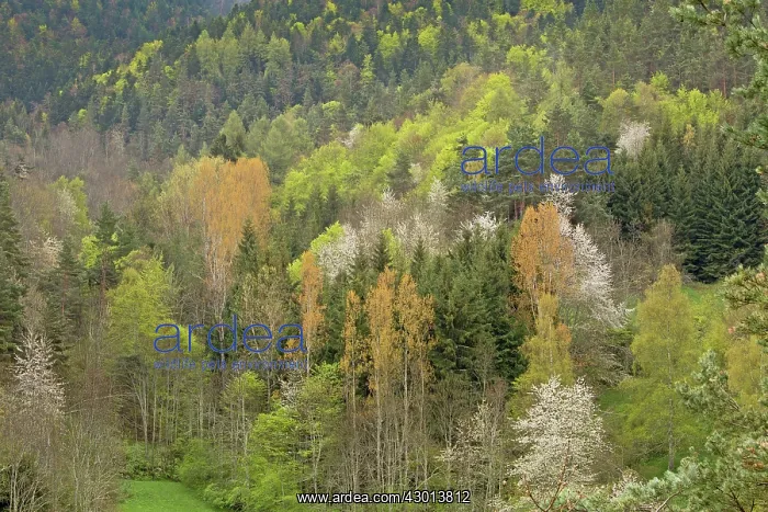  : Spring Foliage and Flowering Wild Cherries in woodland