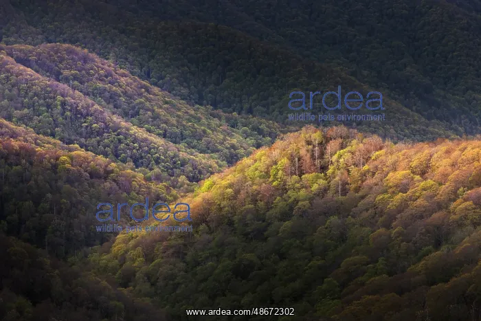 : Spring foliage on mountain forest, Great Smoky Mountains : Spring foliage on mountain forest, Great Smoky Mountains