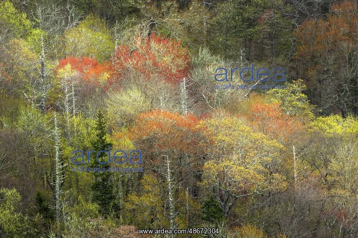 : Spring foliage on mountain forest, Great Smoky Mountains : Spring foliage on mountain forest, Great Smoky Mountains