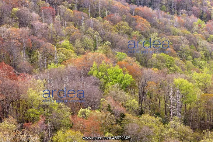 : Spring foliage on mountain forest, Great Smoky Mountains : Spring foliage on mountain forest, Great Smoky Mountains