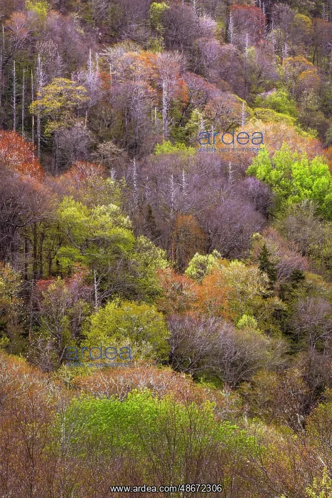 : Spring foliage on mountain forest, Great Smoky Mountains : Spring foliage on mountain forest, Great Smoky Mountains