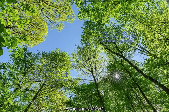 : Spring forest - different trees with different shades of gre : Spring forest - different trees with different shades of gre