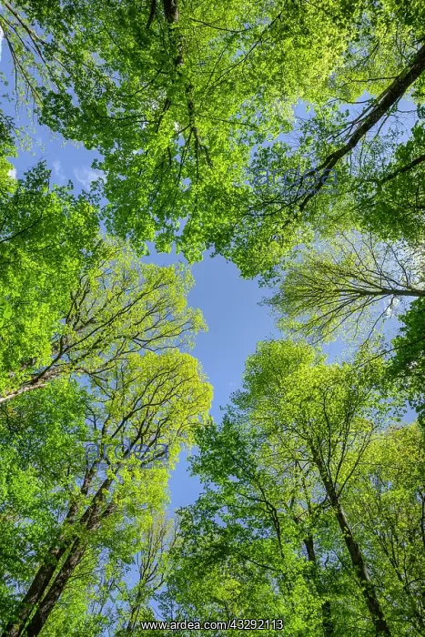 : Spring forest - different trees with different shades of gre : Spring forest - different trees with different shades of gre