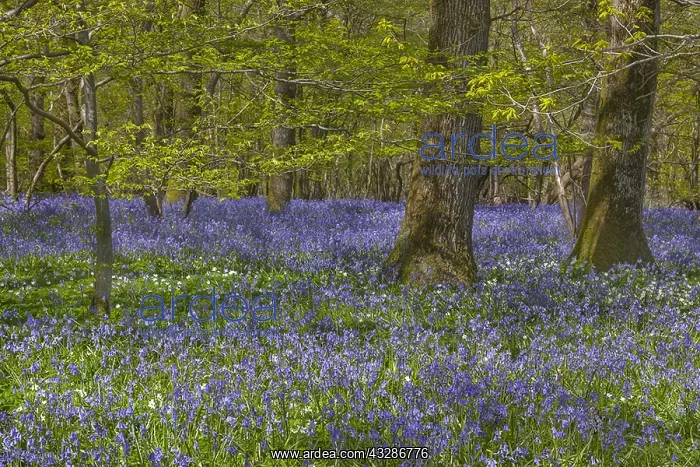 : Spring forest - forest with a dense carpet of bluebells : Spring forest - forest with a dense carpet of bluebells