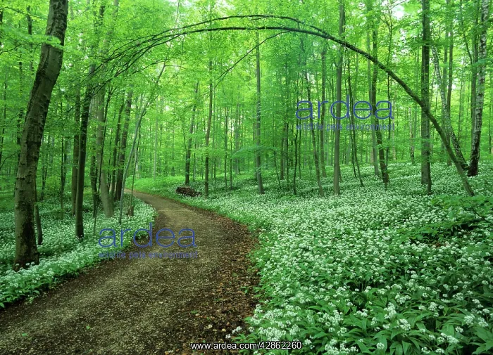 : Spring forest - with mass population of blooming : Spring forest - with mass population of blooming