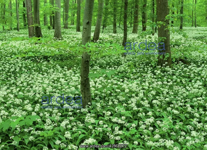 : Spring forest - with mass population of blooming : Spring forest - with mass population of blooming