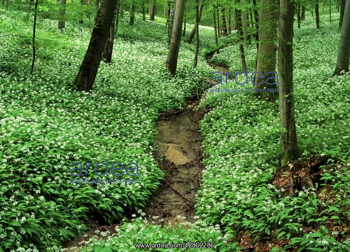 : Spring forest - with mass population of blooming : Spring forest - with mass population of blooming