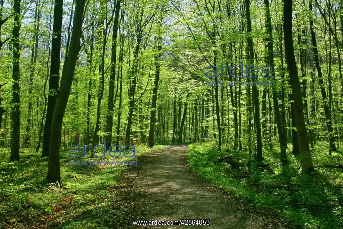: Spring forest - with path leading through freshly : Spring forest - with path leading through freshly