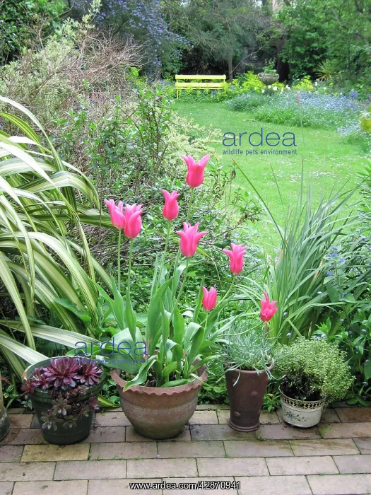  : Spring garden Jaqueline pink tulips