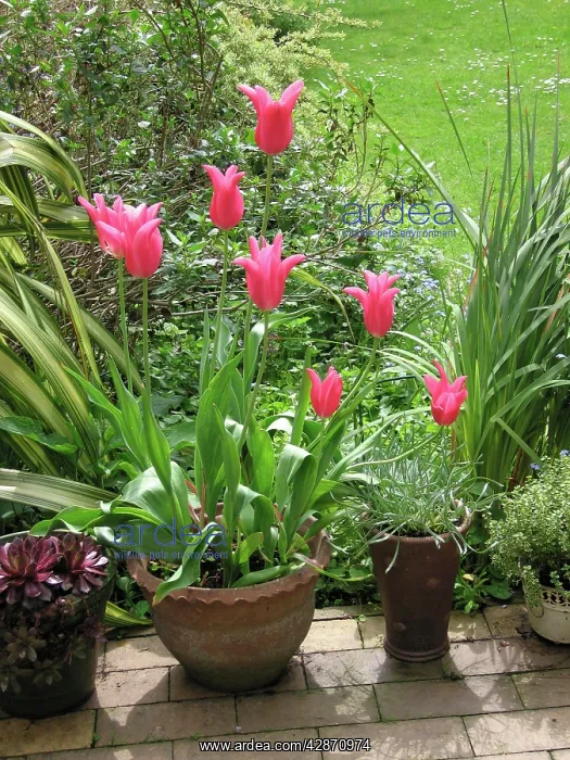  : Spring garden Jaqueline pink tulips in pot