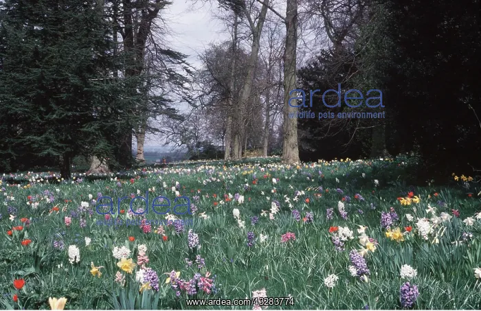 : SPRING GARDEN - Mille Fiori : SPRING GARDEN - Mille Fiori