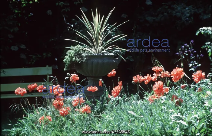: SPRING GARDEN - Poppies and urn : SPRING GARDEN - Poppies and urn