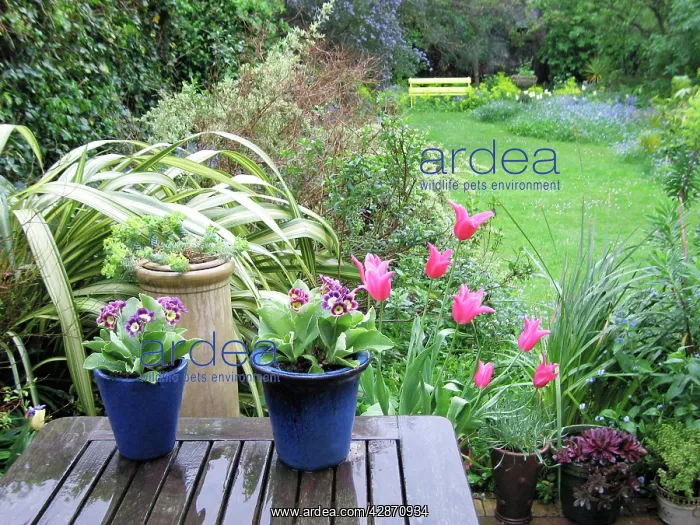 : Spring garden in rain - auriculas in pots and Jaqueline : Spring garden in rain - auriculas in pots and Jaqueline