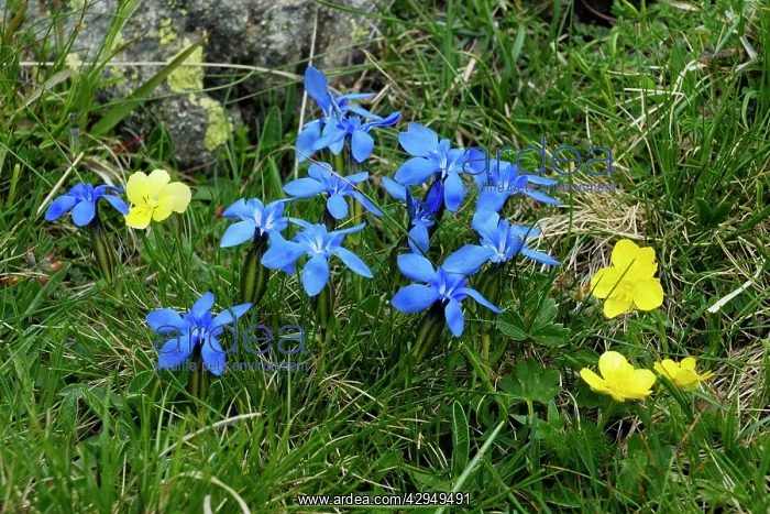  : Spring Gentian