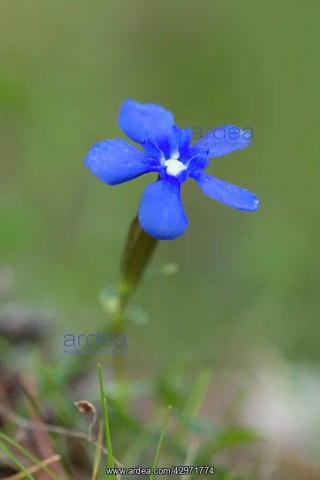 : Spring Gentian : Spring Gentian