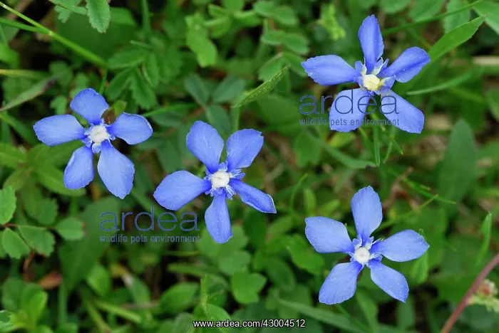  : Spring Gentian